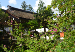 220915a上賀茂神社08