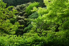 210514南禅寺36
