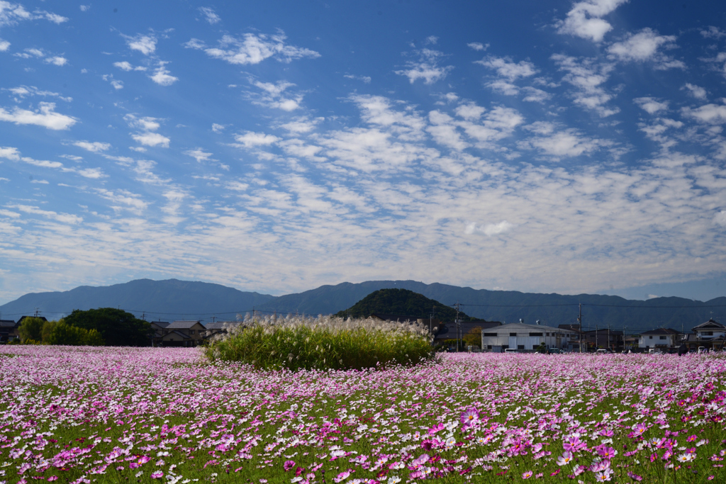 221021a藤原宮跡22