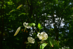 240727京都植物園43
