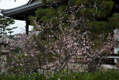 200122e妙蓮寺23 200122e妙蓮寺23