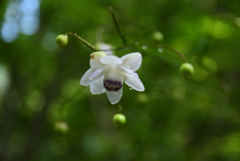 200805京都植物園11