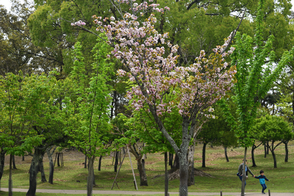190428a奈良公園19