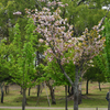 190428a奈良公園19