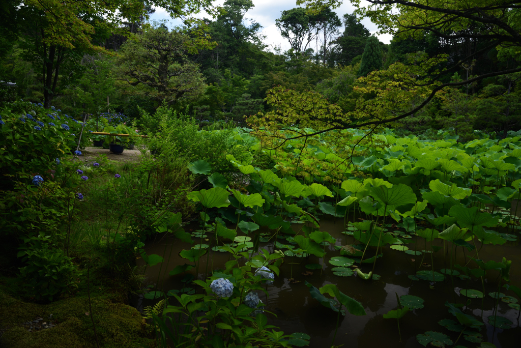 190624a法金剛院33