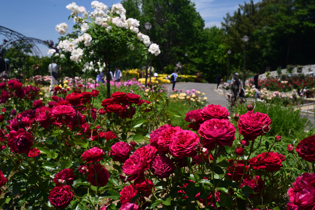 240518鶴見緑地11