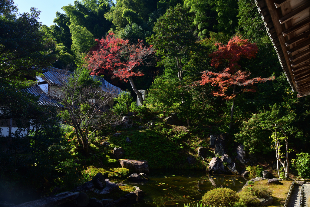 221125a浄住寺17