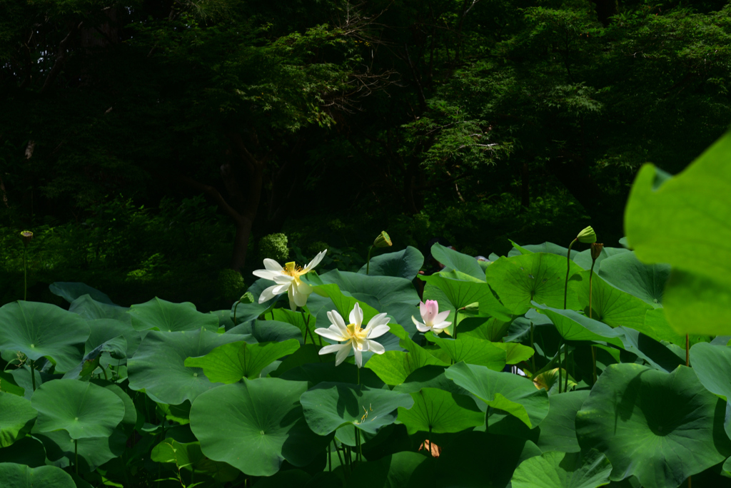 240727京都植物園20