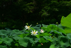 240727京都植物園20