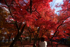 241206b天龍寺13