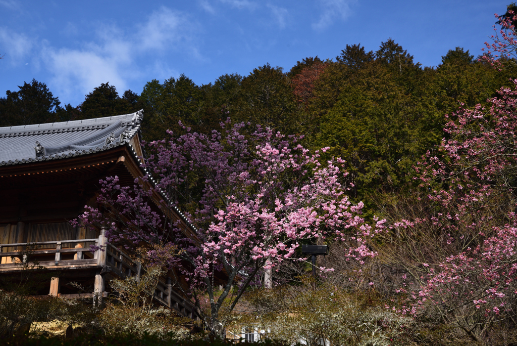 200228石山寺37