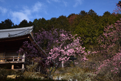 200228石山寺37 200228石山寺37