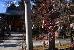 230117b北野天満宮11
