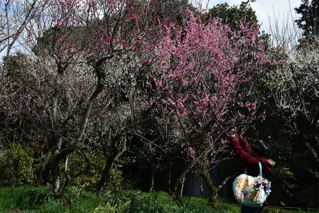 180311梅宮大社38