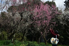 180311梅宮大社38