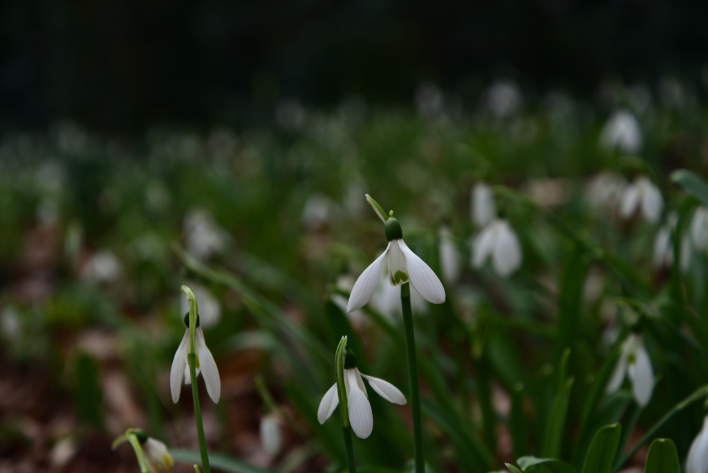 230117a京都植物園30