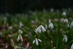230117a京都植物園30
