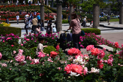 240511荒牧バラ公園28