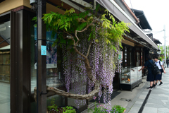 250509a平等院01