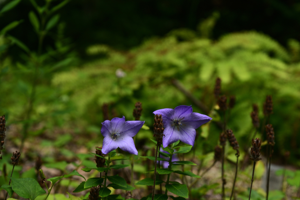 220711京都植物園57