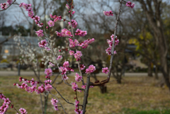 190222a京都植物園55