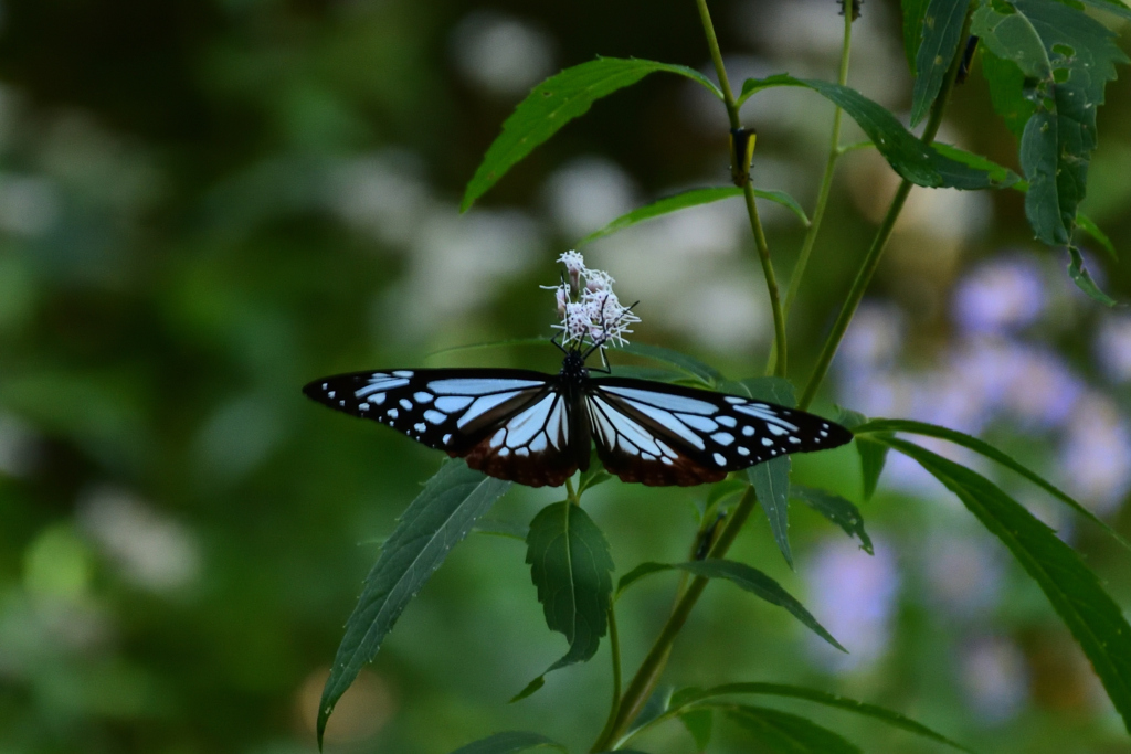 211002京都植物園59