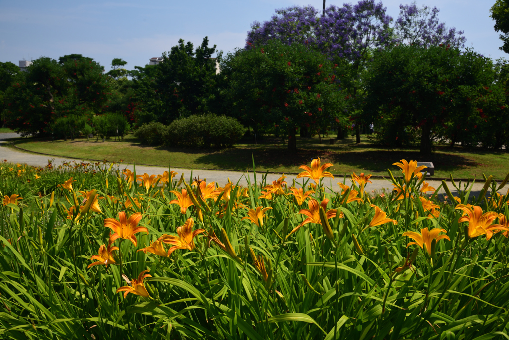 190620長居植物園59