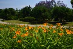 190620長居植物園59