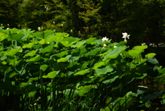 200712京都植物園23