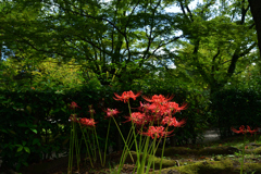 250930c京都御苑13