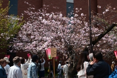 250408b造幣局19
