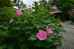 250924bだるま寺07