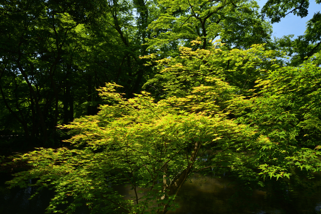 220518京都植物園20