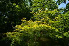 220518京都植物園20