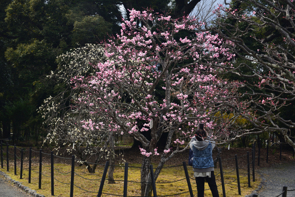 210304b長岡天満宮30