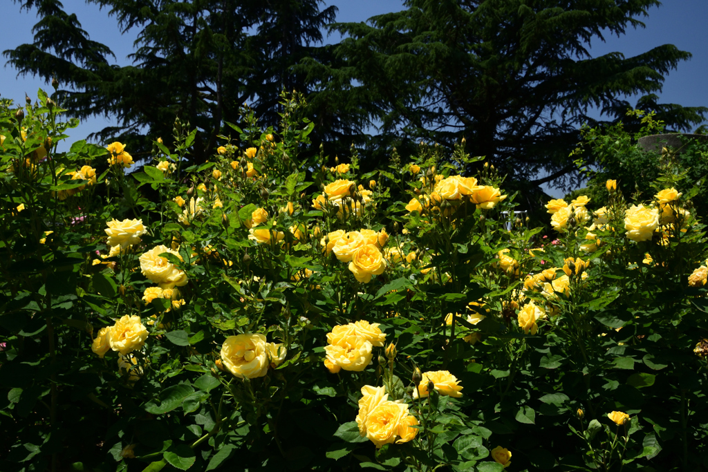 210601京都植物園36