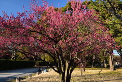 200211b京都御苑22 200211b京都御苑22