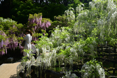 220425c萬葉植物園36