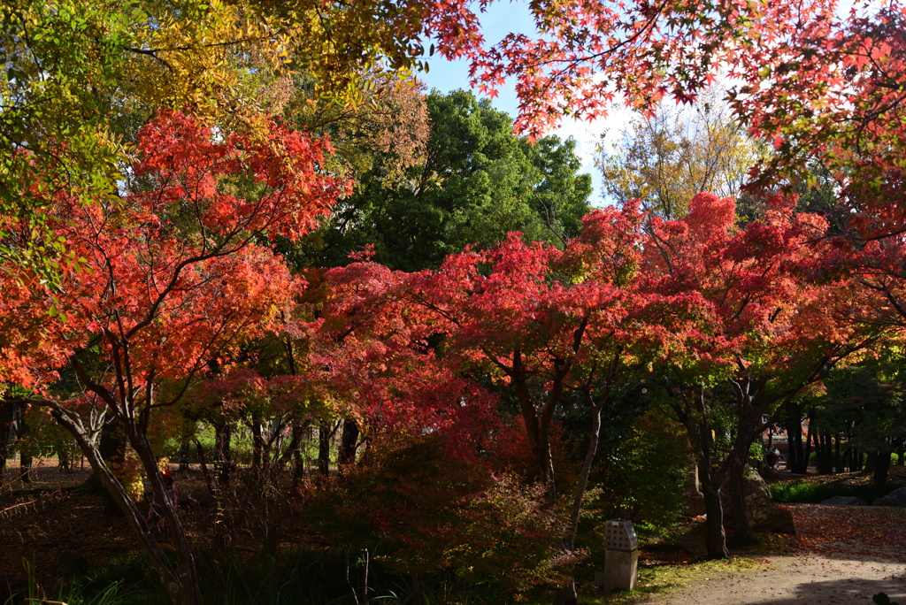 221124c梅小路公園08