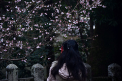 180108d平野神社52+