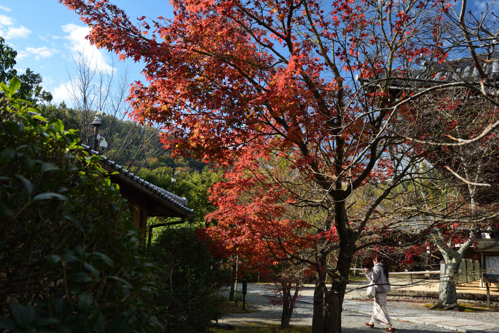 201129a光明寺10
