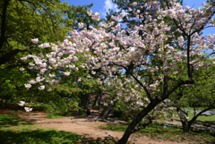 230409a京都御苑13