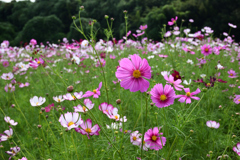 221001万博公園25