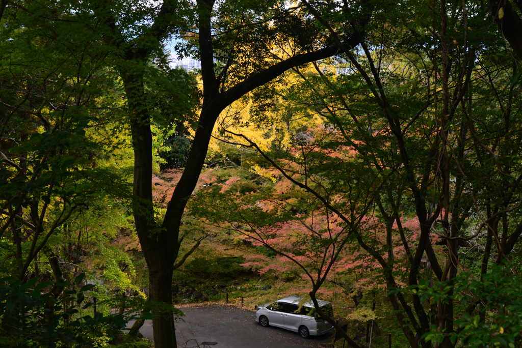 211114d円山公園27