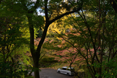 211114d円山公園27
