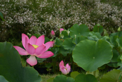210811京都植物園30