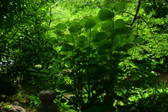 230604e平野神社28