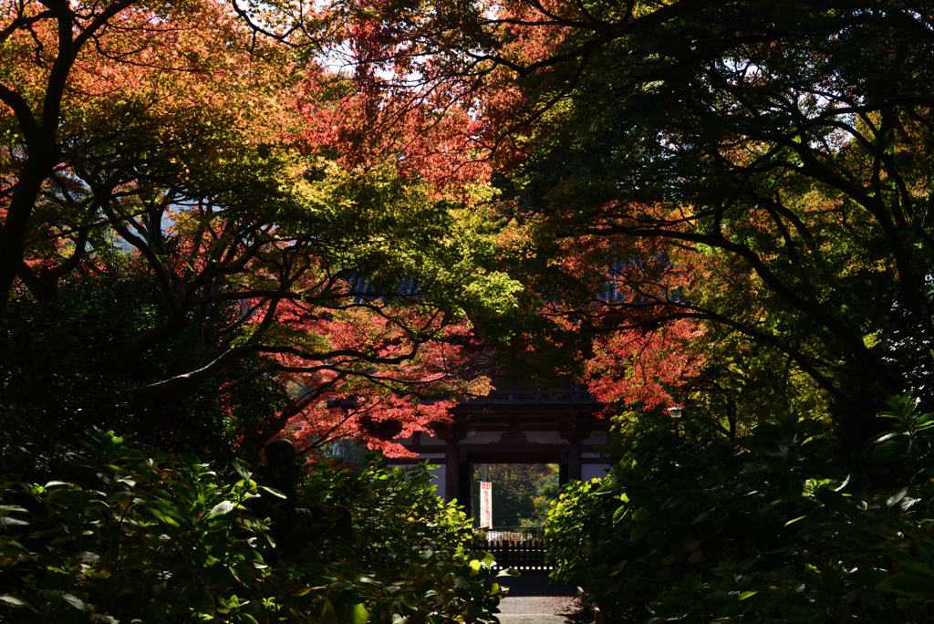 221112a久安寺09