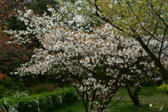 250411a京都植物園35
