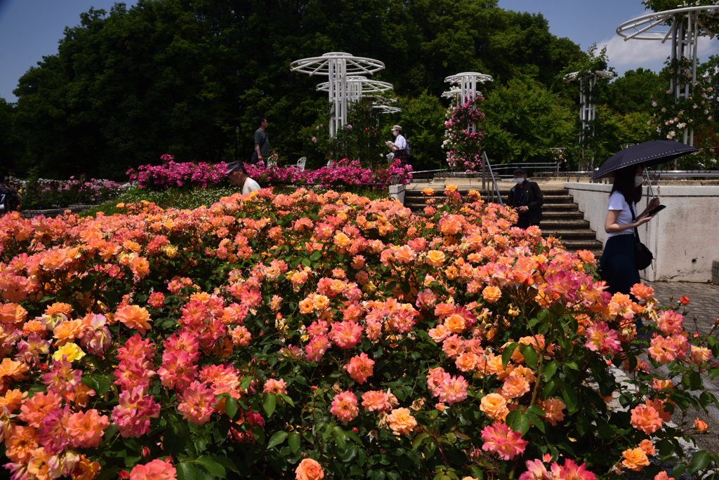 200524長居植物園30